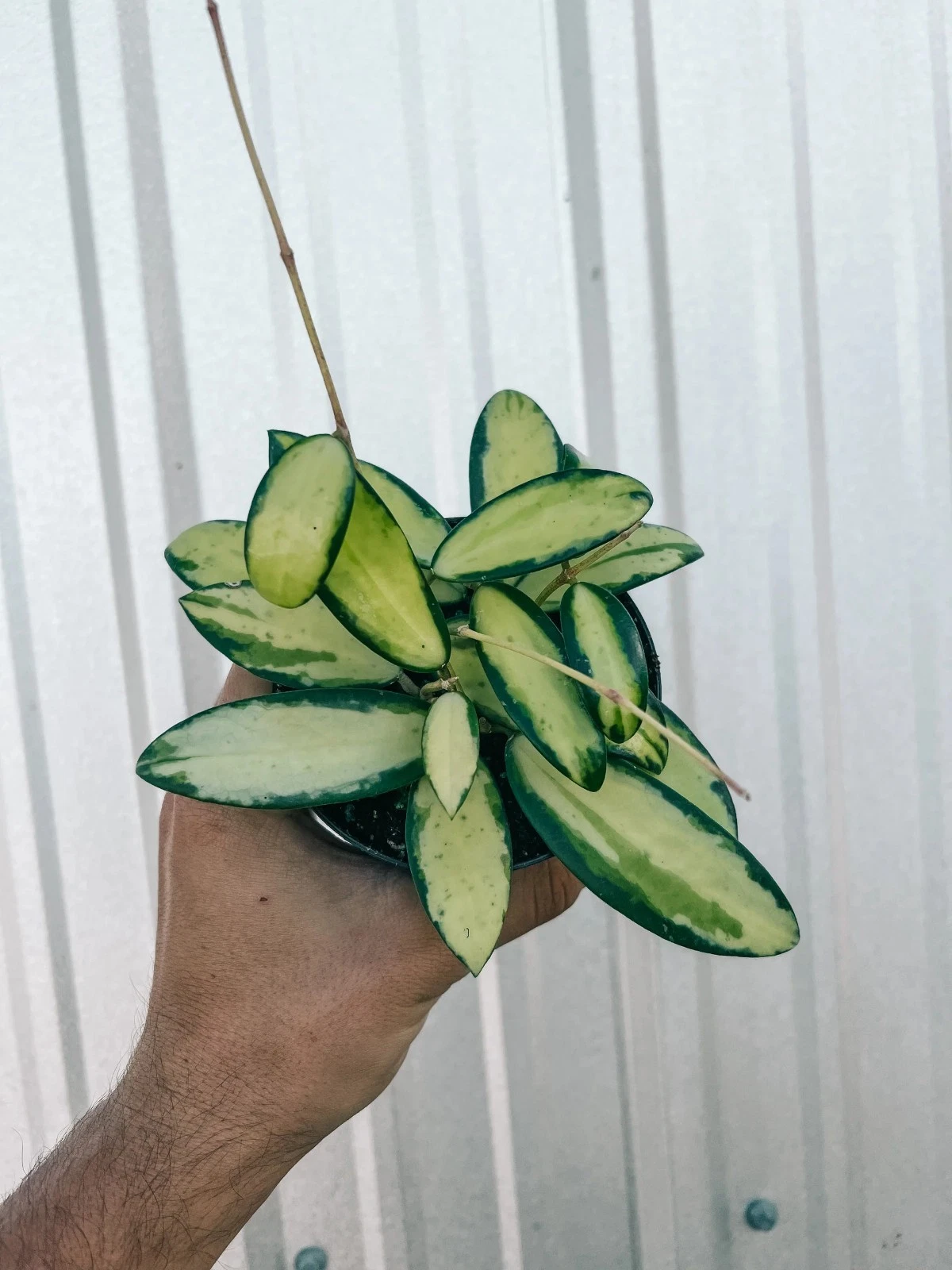 House Plant Shop Hoya Acuta