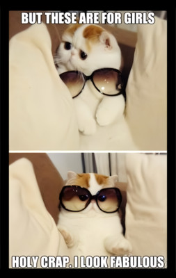 But these for girls HOLY CRAP I look fabulous glasses cat pet -MAGNET