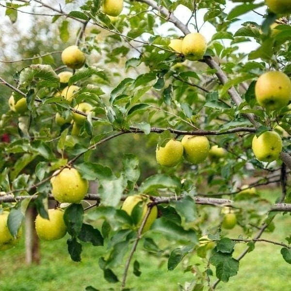 Apple Tree - Malus Golden Delicious - Patio Fruit Tree 2-4ft in 5 Litre Pot - Image 3 of 4