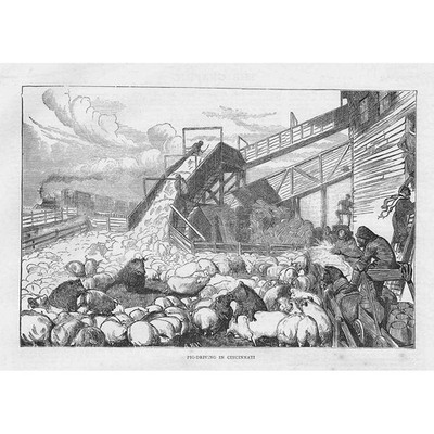 Schwein fährt in Cincinnati - antiker Druck 1870