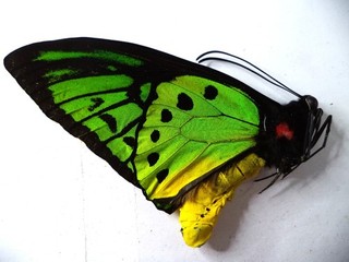UNMOUNTED BUTTERFLY/ORNITHOPTERA P POSEIDON MALE .