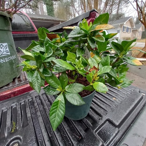 White flowering Gardenia ( cape jasmine ) plant