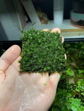 Fissidens Nobilis Moss Fissidens Fontanus Easy Live Aquarium Plants Fish Tank ✅