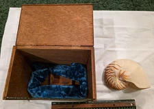 Tiger Chambered Nautilus Shell with Glass & Wood Display Case