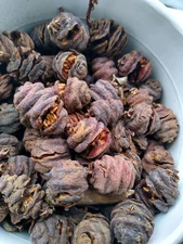 Dawn Redwood seeds (Metasequoia glyptostroboides)
