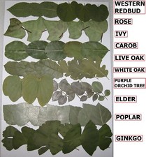 54 PCS Pressed Dry Leaves Art Craft Herbarium Ginkgo Ivy Oak Rose