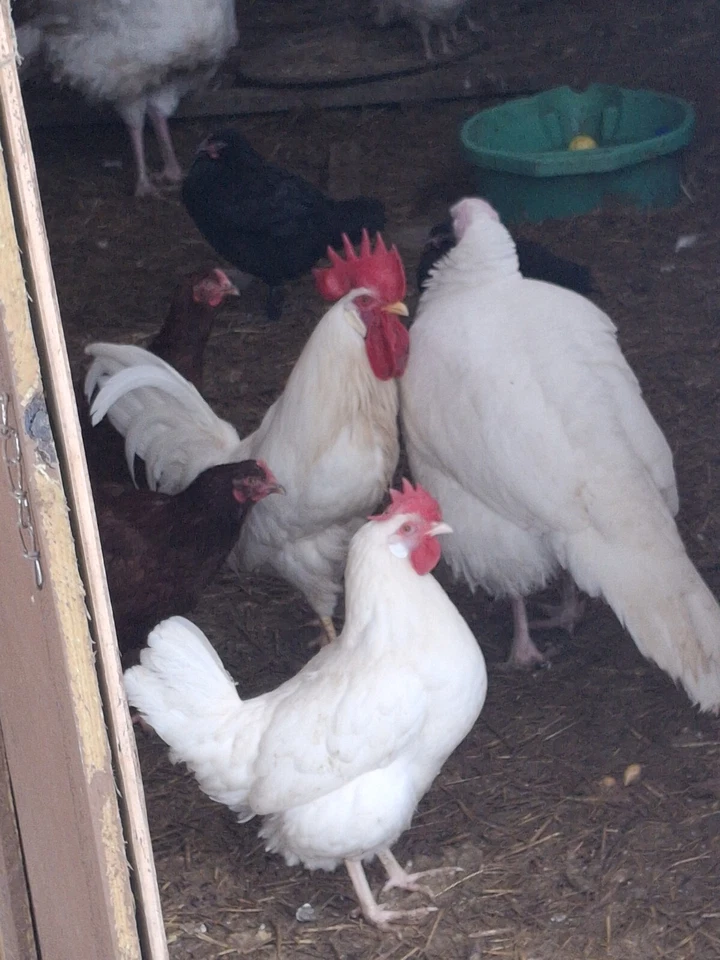 1 Dozen White Leghorns - Hatching Eggs - Image 4 of 4