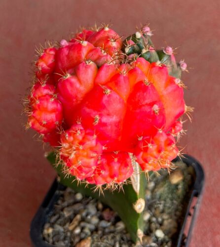 Gymnocalycium Mihanovichii F. Prolifera Variegated Cactus No. 4 - Picture 5 of 6