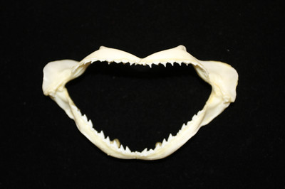 1-SMALL SHARK JAW,4'' -5'',Coastal Home Decor,Shark Collectors Gift, SS-393