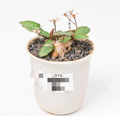 pot 10.5cm Euphorbia moratii Random Own Root 1pcs