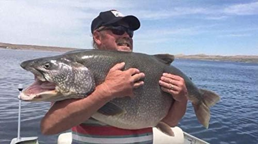 Professional Fishing Lures Spinnerbait Pack for Bass, Trout & Walleye Anglers - Image 10