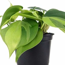 Philodendron Cordatum Live Rooted Indoor Starter House Plants BUY 2 GET 1 FREE