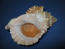 HUGE Tutufa bubo  265mm length(10.4 inch), 470mm diameter,nice pattern