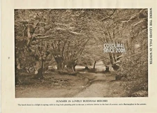 SUMMER IN LOVELY BURNHAM BEECHES / BEECH FOREST  c 1930 illustration PRINT
