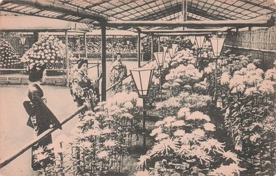 Postcard Vintage(1) JPN/Japan,Tokyo Japanese Chrysanthemums UP (#106)