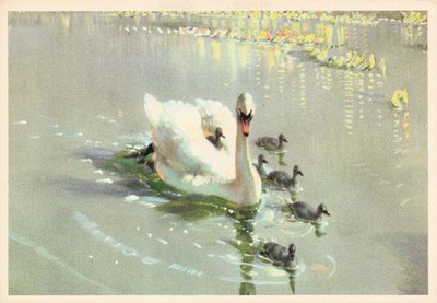 Beautiful Creature Animal Cute Adorable Vintage Postcard