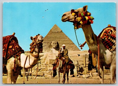 Pyramids of Giza  and Sphinx  Khafre   Egypt  Camels   Postcard