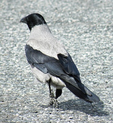 Foto 6x4 Krähe mit Kapuze (Corvus cornix) Borghastan Der Hoodie ist die Spezies c2009