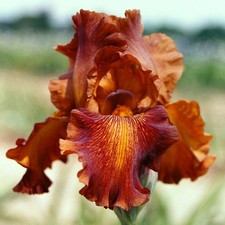 IRIS GERMANICA  -  CARNIVAL TIME -   GIANT FLAG IRIS.