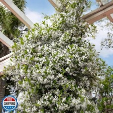 150 Climbing Jasmine Flower Seeds or Planting - Fragrant Non-GMO