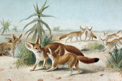 P.J. Smit ''African Fennecs'' Chromolithograph 1890s Natural History