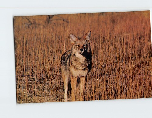 Postcard Coyote West USA