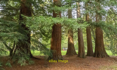 Foto 6x4 Ein Ständer von Redwood Bäumen, Forest of Dean Cannop Eine Baumgruppe um 2021