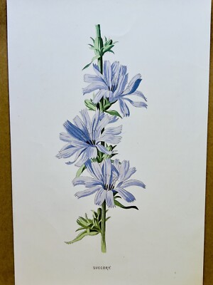 Chromolithograph Plants Picture Antique 1897 Flower Botany Color Print Figure