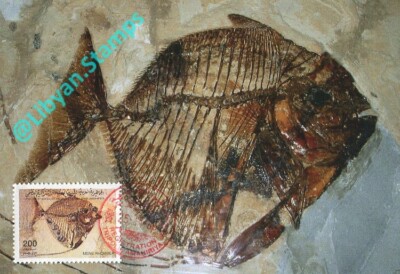 LIBYA 1996 Fossils ''Mene rhombea'' Fishes (maximum-card) #1