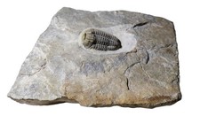 British Ordovician CALYMENE TRILOBITE UK Fossil Palaeontology Gravicalymene