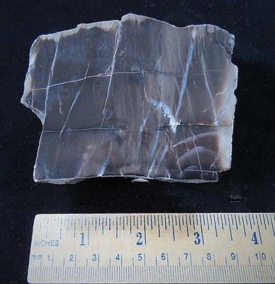 Polished Petrified Wood- 3 3/4''x 3'' x 1 1/2''-375g, 13 oz. -Chemnitz, Germany