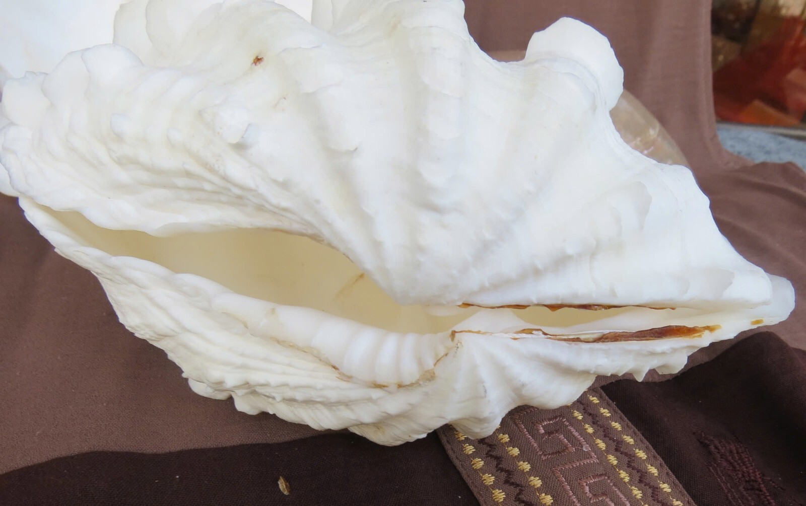 Natural Tridacna Clam Shells | Large Seashells for Decor & Gift