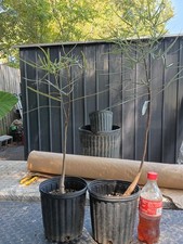 queensland bottle tree rupestris (1) gallon