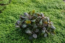 Cardinal, Lobelia Cardinalis potted freshwater aquarium plant Buy 2, Get 1 Free