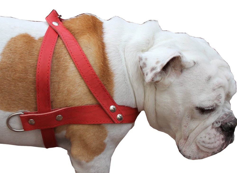 Dog Harness 31"-35" chest 1.5" wide Genuine Leather Pulling Doberman Pitt Bull