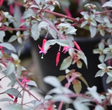 Fuchsia Plug Plants Garden Silver Leaves Pink Flowers Perennial Hardy, Pack of 3