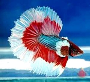 mosquito larvae betta food