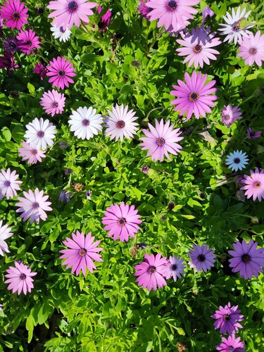 100 × Osteospermum Daisy seeds mixed colours: white, light purple & purple - Picture 5 of 13