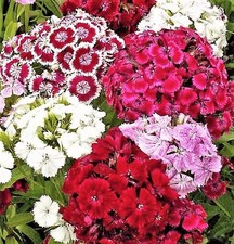 Sweet William Dianthus 200+ Seeds  -BUY 4 ITEMS FREE SHIPPING