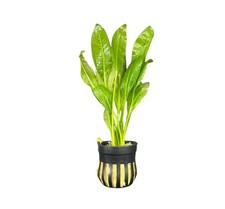 Amazon Sword Pot Buy3Get1Free Live Aquatic Plants