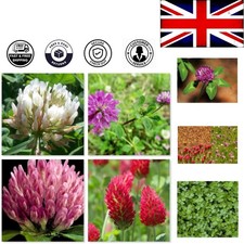 Easy Grow Red & White Clover Mix: Perfect for Lawns and Meadows (5 Sq M)