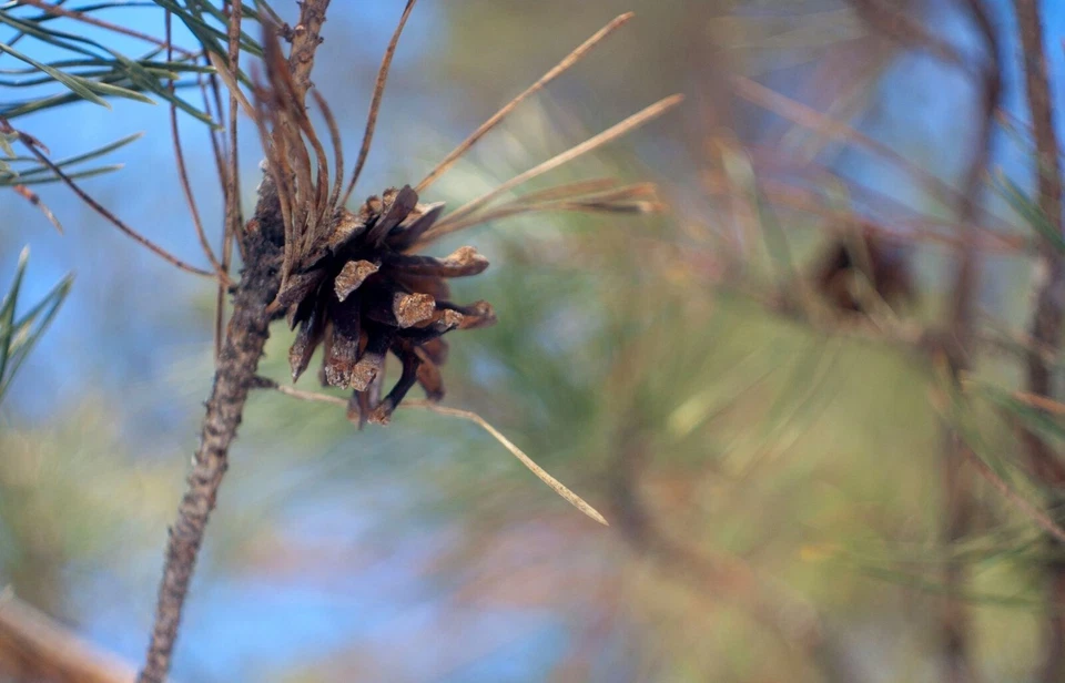 Lens Carl Zeiss Jena Flektogon 2,8/35 mount M42 Zebra Bokeh & Flare - Image 2 of 4