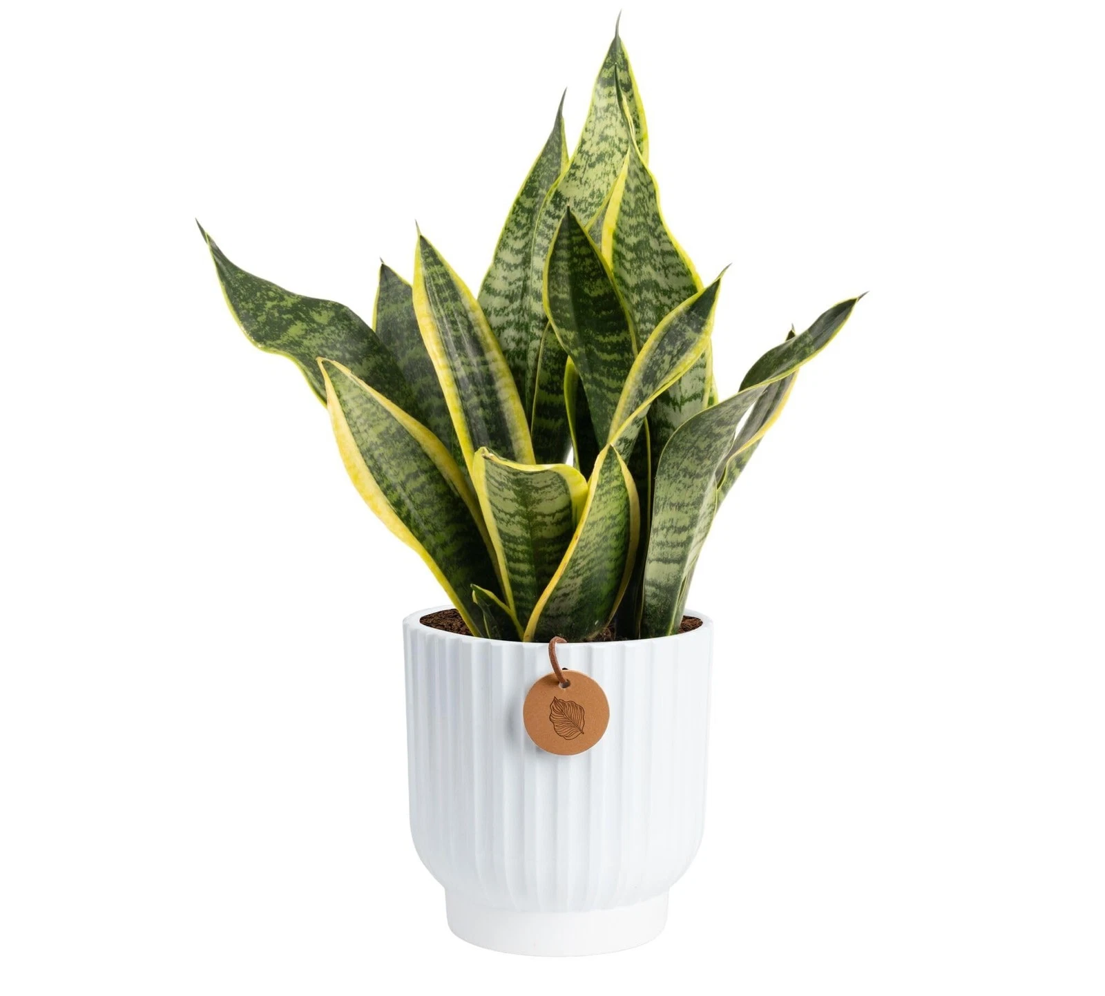Costa Farms Snake Plant