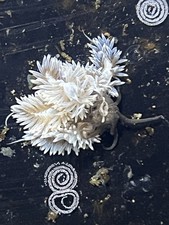 12 Live Berghia Nudibranch 1/2  Inches Rid Aiptasia 1 DAY SHIP   