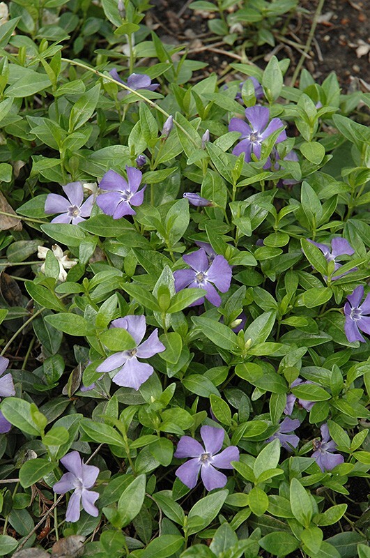Vinca Periwinkle 30+ Plants Ground Cover Evergreen Creeping Myrtle