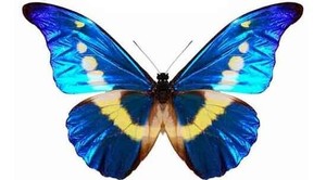 Morpho Helena | eBay