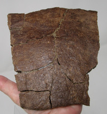 Awesome Large Triceratops DinosaurFossil Frill Edge Piece Hell Creek Fm S Dakota