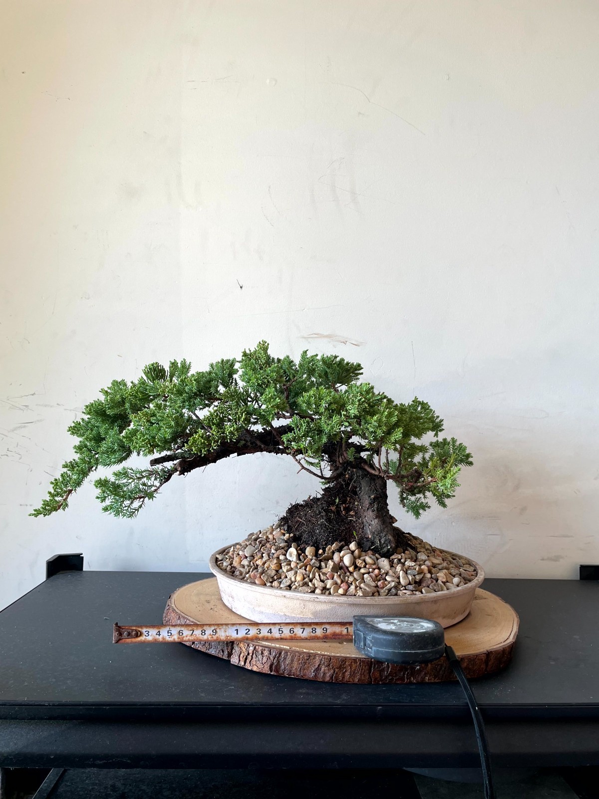 PREMIUM! Fantastic Procumbens Nana Juniper Pre-Bonsai, 25 Years, GREAT TRUNK