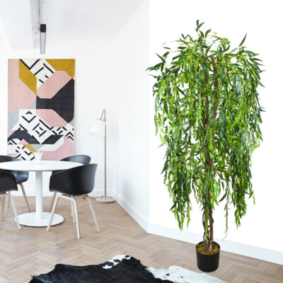 silberblatt zimmerpflanze Aglaonema Silver Bay Zimmerpflanze 75cm 17cm kaufen
