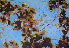 Picture Clear day series "Golden autumn"